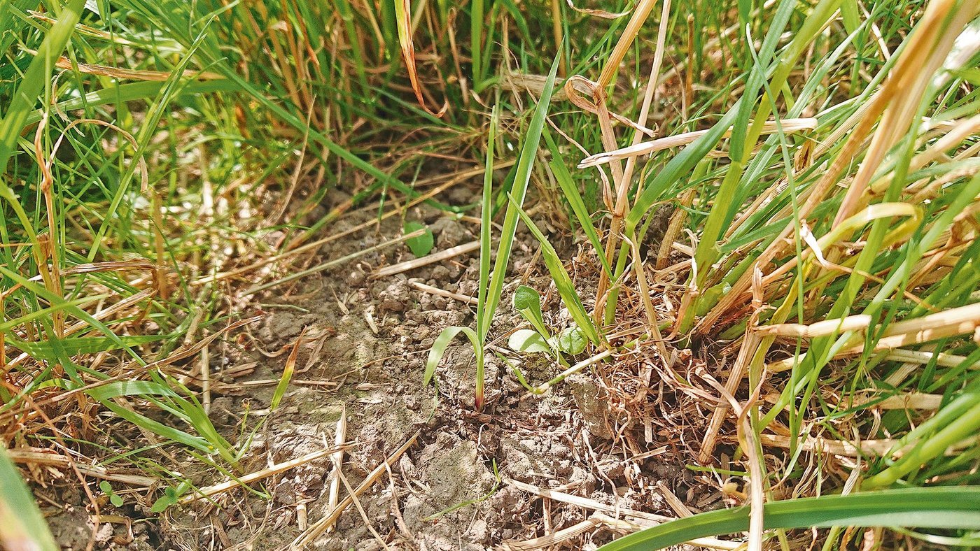 In einer Lücke, entstanden durch Mäuseschäden, konnte Borstenhirse auflaufen. (Bild BBZN)