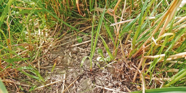 In einer Lücke, entstanden durch Mäuseschäden, konnte Borstenhirse auflaufen. (Bild BBZN)