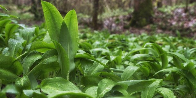 Der Bärlauch ist nicht mit den Mäiglöckchen zu verwechseln. (Bild Plantura)