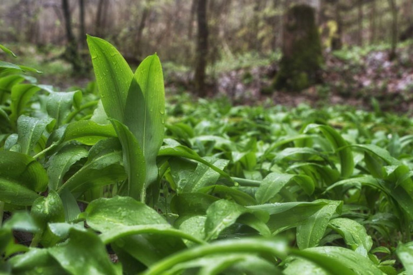 Der Bärlauch ist nicht mit den Mäiglöckchen zu verwechseln. (Bild Plantura)