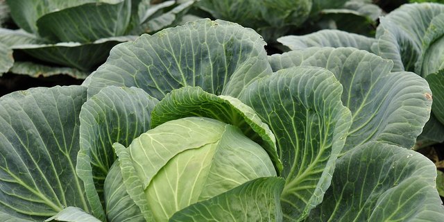 Ingrid Hörner schilderte den Fall von Erdflöhen an Kohl, der mit stärkenden Mittel für die Pflanze erfolgreich bekämpft werden konnte. (Bild Pixabay)