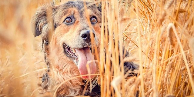 Ein Hund im Getreidefeld: das mag das Tier und den Besitzer oder die Besitzerin erfreuen, die Bauernfamilie, der das Feld gehört, aber sicher nicht.