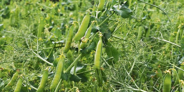 Bei Körnerleguminosen wie der Eiweisserbse ist die Witterung während der gesamten Vegetationszeit für die Ertragsbildung «wirklich entscheidend», wie ein Experte betont.