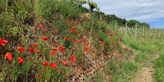 Blühstreifen entlang eines Rebberges: Solche Elemente zur Förderung der Biodiversität werden im Weinhandel nicht ausgelobt.(Bild Fachstelle Rebbau SH-TG-ZH)