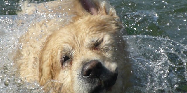 Swimming_dog_nevit-dilmen-cc-by-sa.jpg