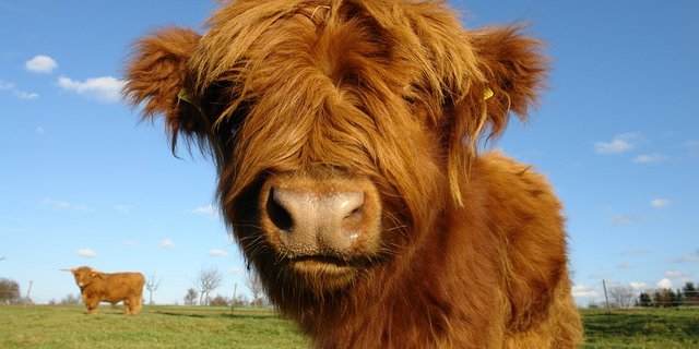 Jede Menge schöne schottische Hochlandrinder gibt es am kommenden Wochenende an der 18. Highland Cattle Show zu sehen. (Bild Pixabay)