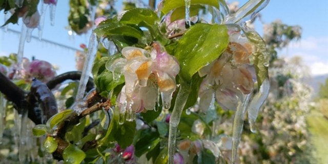 Die späten Fröste im April 2017 hinterliessen riesige Schäden. (Bild lid)