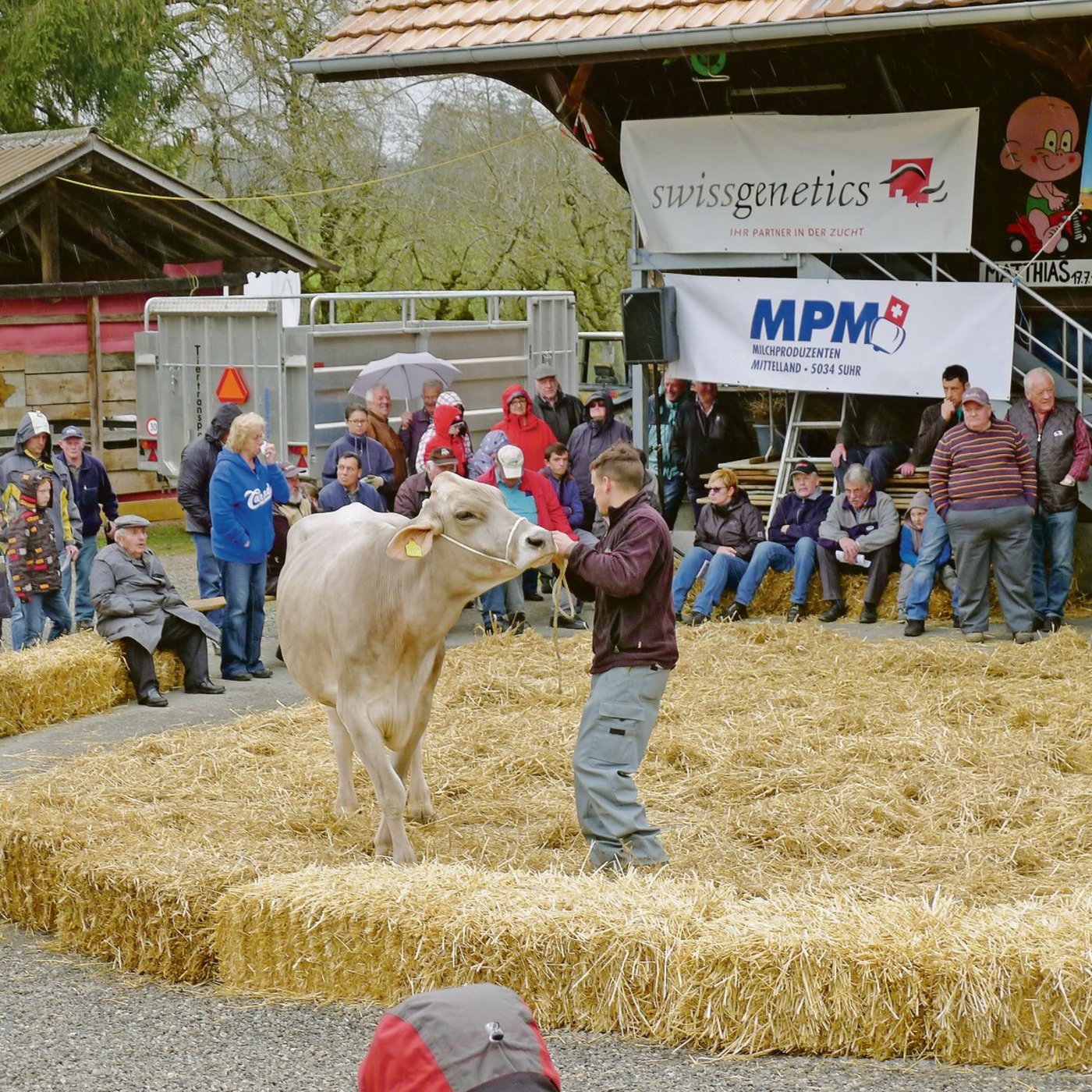 Impression von einer früheren Auktion auf dem Horben. Im Moment wird vor allem ab Stall verkauft.(Archivbild ha)