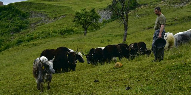 Paul Britschgi im Rutschgebiet Hintergraben, wo jetzt Yak-Kühe mit ihren Kälbern weiden, statt wie früher Braunvieh. Im Hintergrund sind die Stellen von Rutschungen noch immer gut zu erkennen. (Bild Paul Küchler)