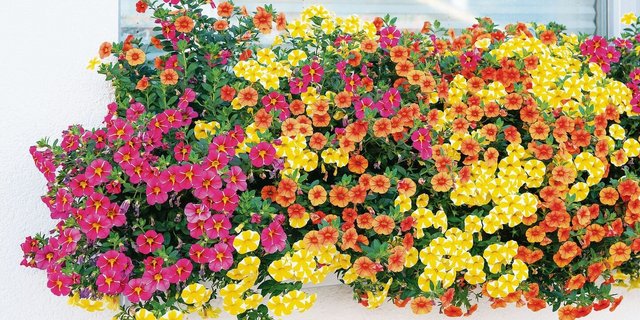 Farbenpracht für den Balkonkasten: Die kleinen Zauberglöckchen (Calibrachoa) gibt es in verschiedenen Varianten.