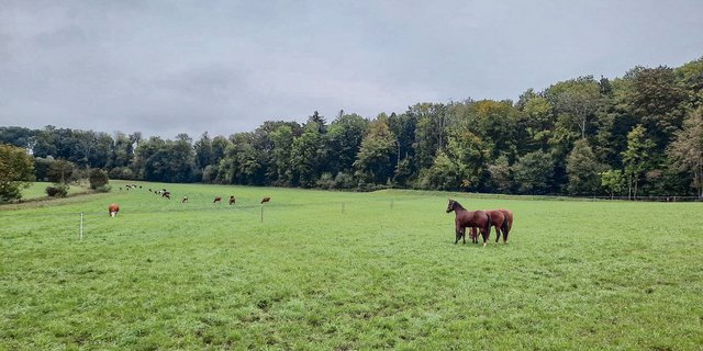 Pferdehaltung ist Teil der Landwirtschaft. Pferde sind aber gerade hier auch immer wieder Auslöser für Konflikte. Schuld daran sind aber eher deren Besitzer.(Bild Mathilde Poupon)