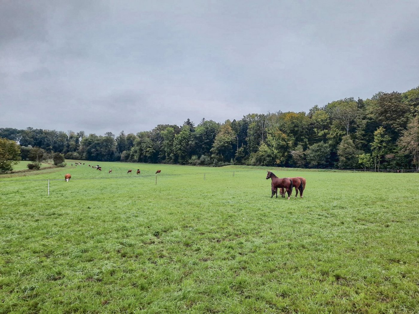 Pferdehaltung ist Teil der Landwirtschaft. Pferde sind aber gerade hier auch immer wieder Auslöser für Konflikte. Schuld daran sind aber eher deren Besitzer.(Bild Mathilde Poupon)