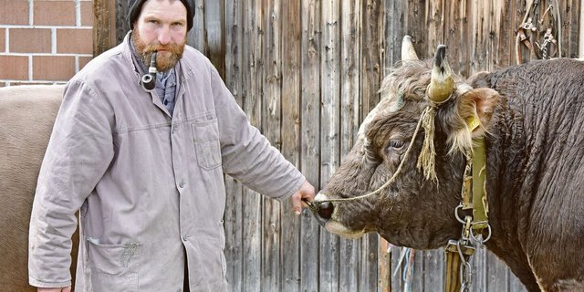 Josef Mösler mit seiner Pfeife hält den 900 kg schweren Blüem-Stier Komet am Halfter. Der weitherum beliebte Zuchtstier habe mittlerweile schon 81 Nachkommen gezeugt, sagt Mösler.