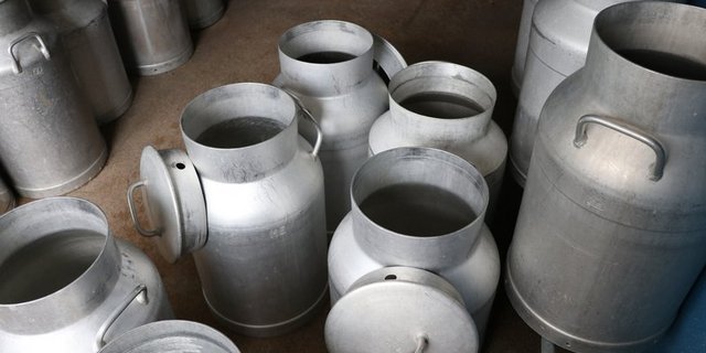 Rohe Milch hat antimikrobielle Eigenschaften, soll das Immunsystem verbessern und vor Allergien schützten. Die Gefahr durch Keime in der unpasteurisierten Milch ist umstritten. (Bild BauZ)