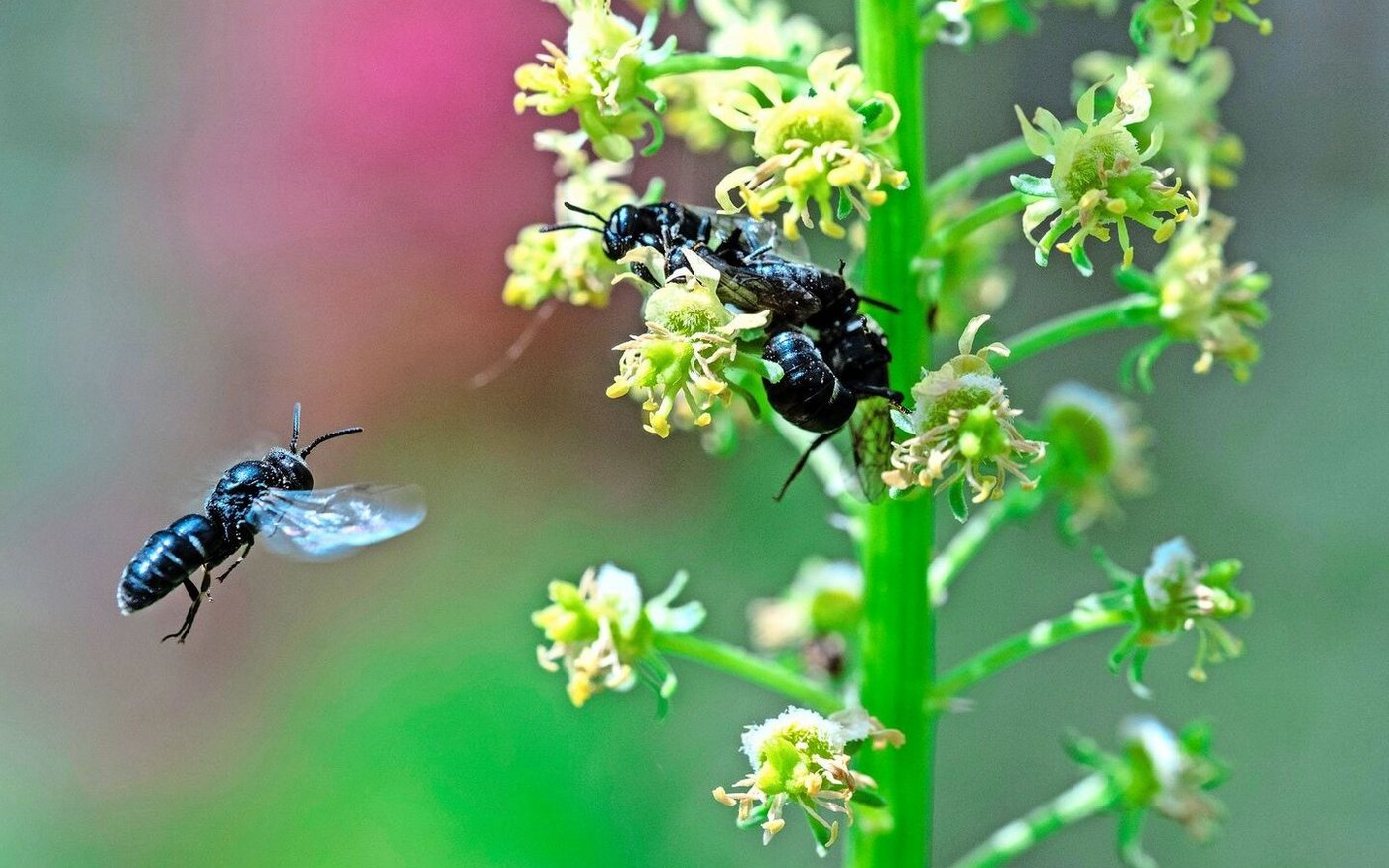 Der Rest ihres Körpers ist mehrheitlich schwarz.
