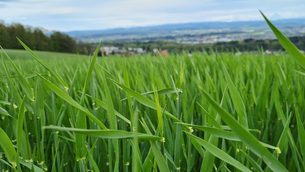 Die Gerste wächst den Krankheiten davon, viele Bestände zeigen sich immer noch sehr gesund. (Bild Gaetano Mori, BZ Wallierhof)