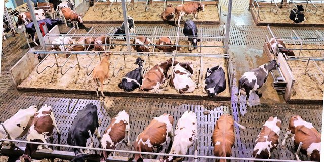 Reduktion der verschmutzbaren Flächen oder rasche Trennung von Kot und Harn: Möglichkeiten im Milchviehstall zur Ammoniakreduktion.