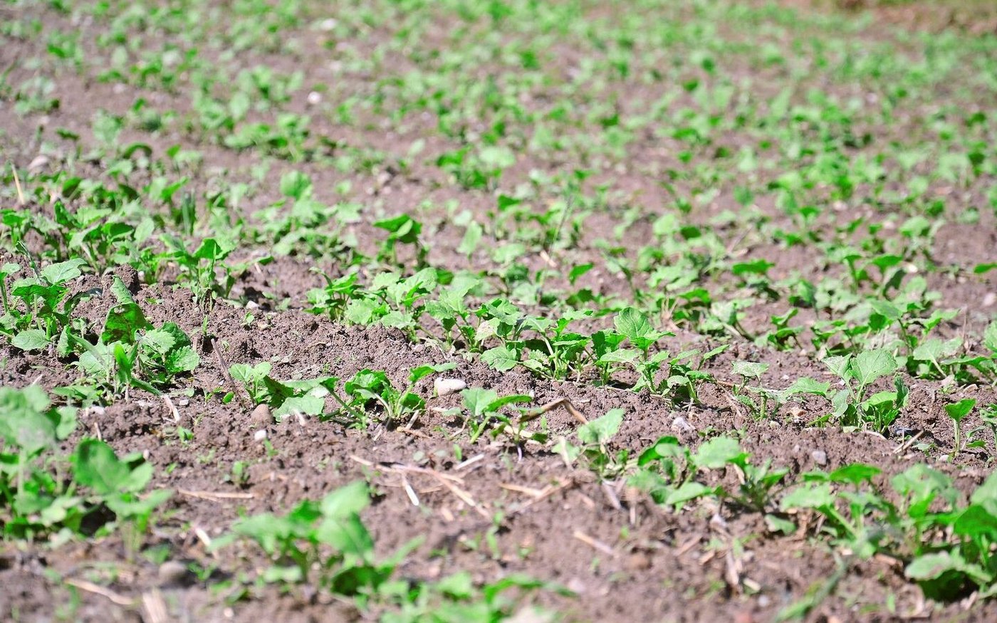 Stärker bearbeiteter Boden ist z. B. erosionsanfälliger.