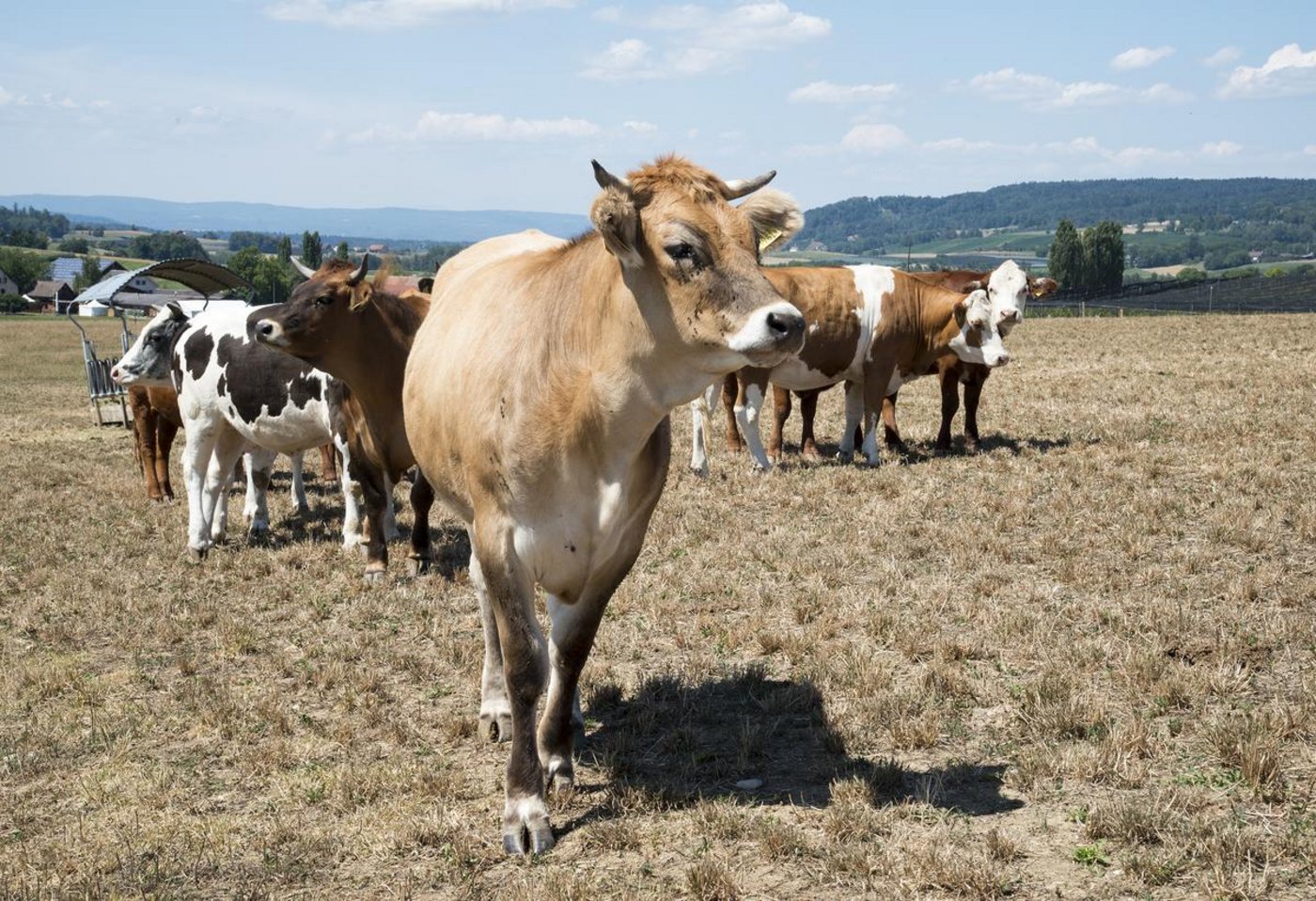 Trockenperioden sind auch in der Schweiz spürbar und führen etwa zu Futtermangel. (Bild Agroscope)
