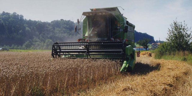 Die Getreideernte fiel wetterbedingt im letzten Jahr schlecht aus. (Bild lid)