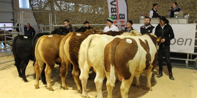 Der Winter-Stierenmarkt bietet dem Käufer eine breite Palette der Schweizer Fleischrinderzucht. (Bild Mutterkuh Schweiz)