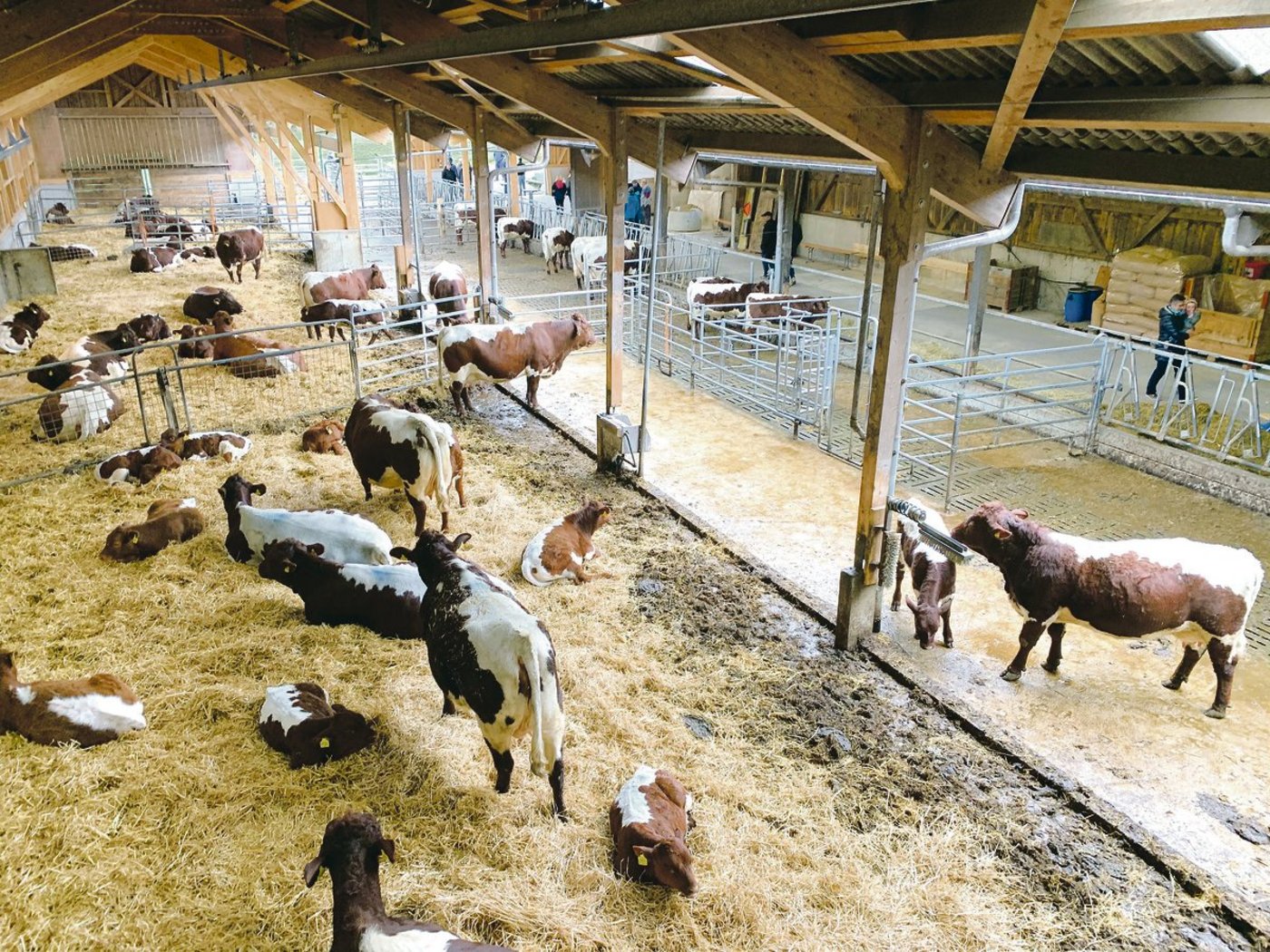 Blick in den Mehrraum-Laufstall für Pinzgauer-Mutterkühe bei Familie Probst in Rotkreuz. Hier hat es Platz für 24 Muttertiere. (Bild Josef Scherer)