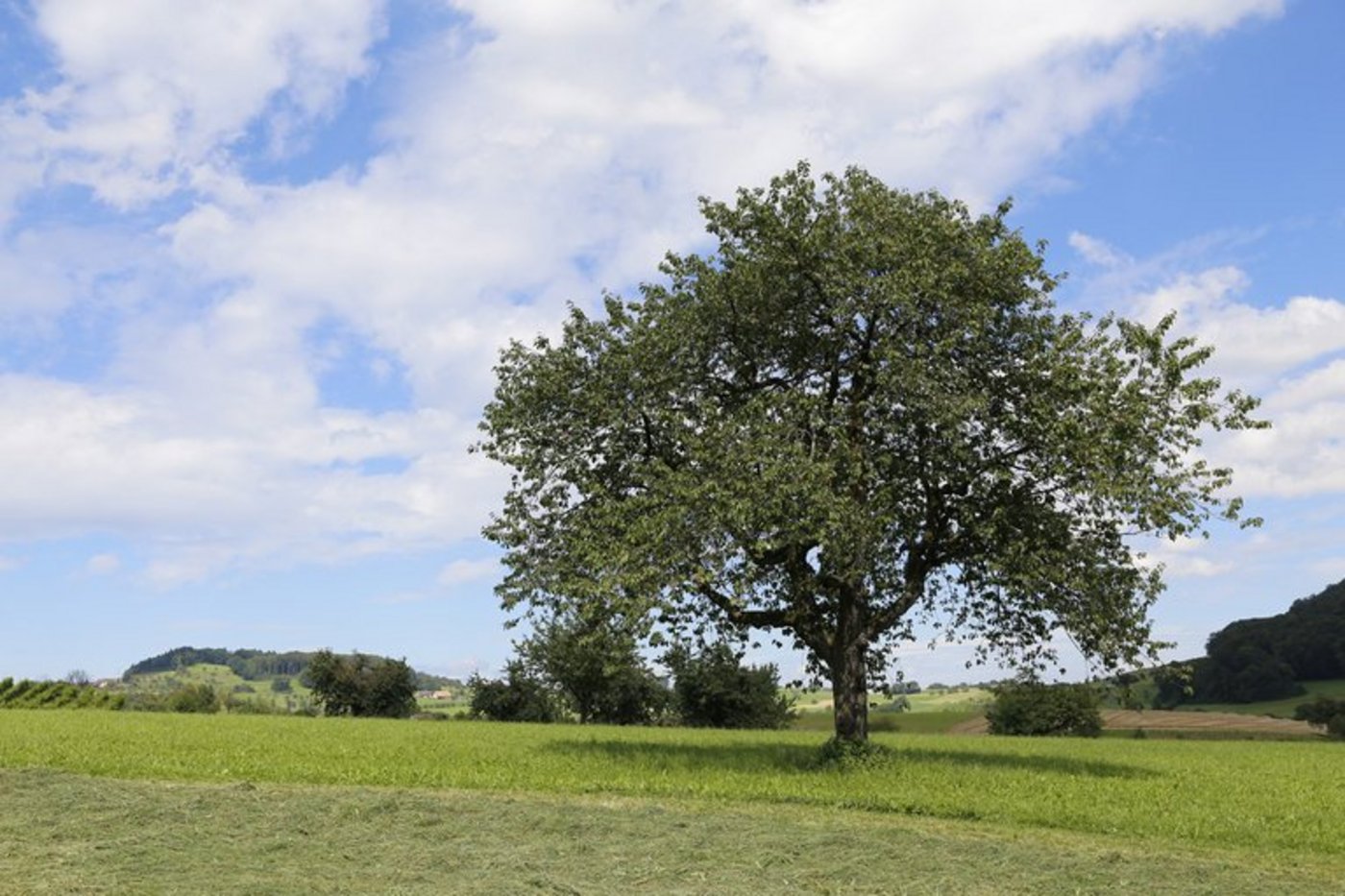 Prägen die Landschaft und sind gut für die Biodiversität: Hochstammbäume. (Bild lid)