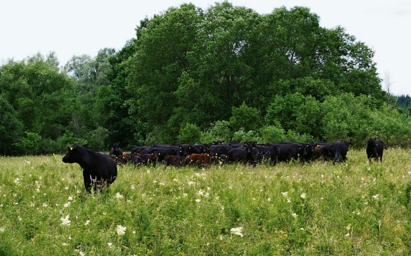 Eine Angus-Herde in den weiten Ebenen Estlands. Diese Herde produziert auch Fleisch für «Baltic Grassland Beef»». Dieses Projekt führt zu Ängsten und Kritik bei Schweizer Mutterkuhhaltern. (Bild: Hans Rüssli)
