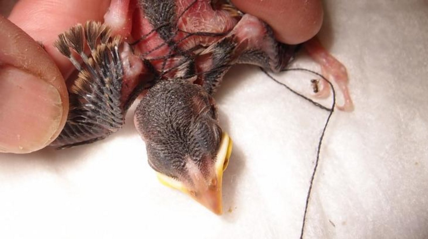 Dieser junge Haussperling hatte sich in einem Faden verheddert, welchen seine Eltern als Nistmaterial eingetragen hatten. Glücklicherweise wurde die Not des Nestlings rechtzeitig entdeckt, und er konnte befreit werden. (Bild Vogelwarte)
