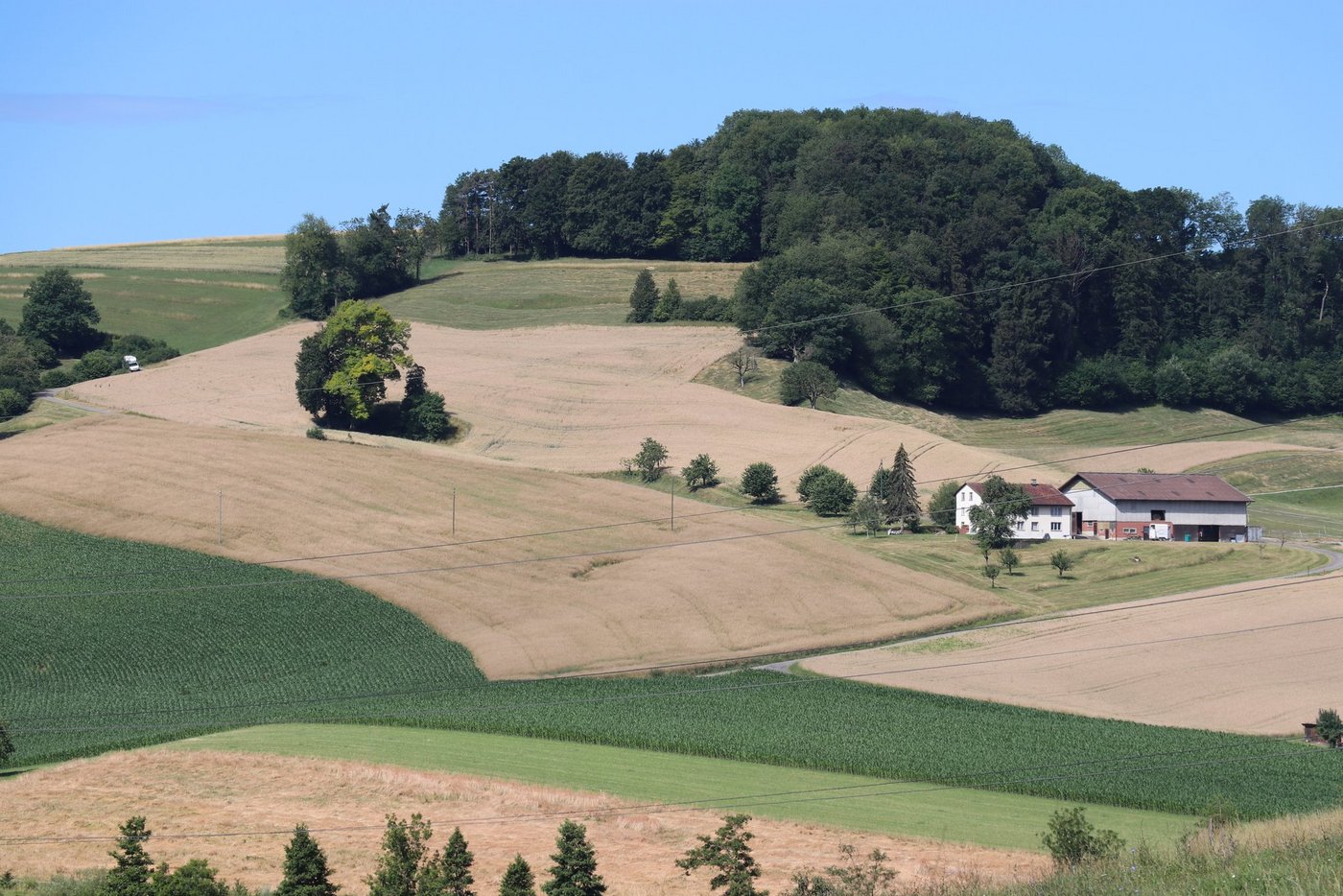 In der 4. Auflage "Optimale Fruchtfolgen im Feldbau" wurden unter anderem die Anbaupausen revidiert. Neu sollte beispielsweise Weizen nur noch alle 2 Jahre in der Folge angebaut werden. Bei Mais ohne Bodenschutzmassnahmen ändert sich die Anbaupause von 2/3 auf 3/5. (Bild BauZ)