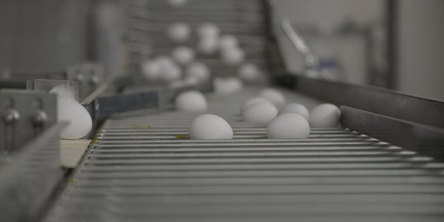 (Symbolbild die grüne)