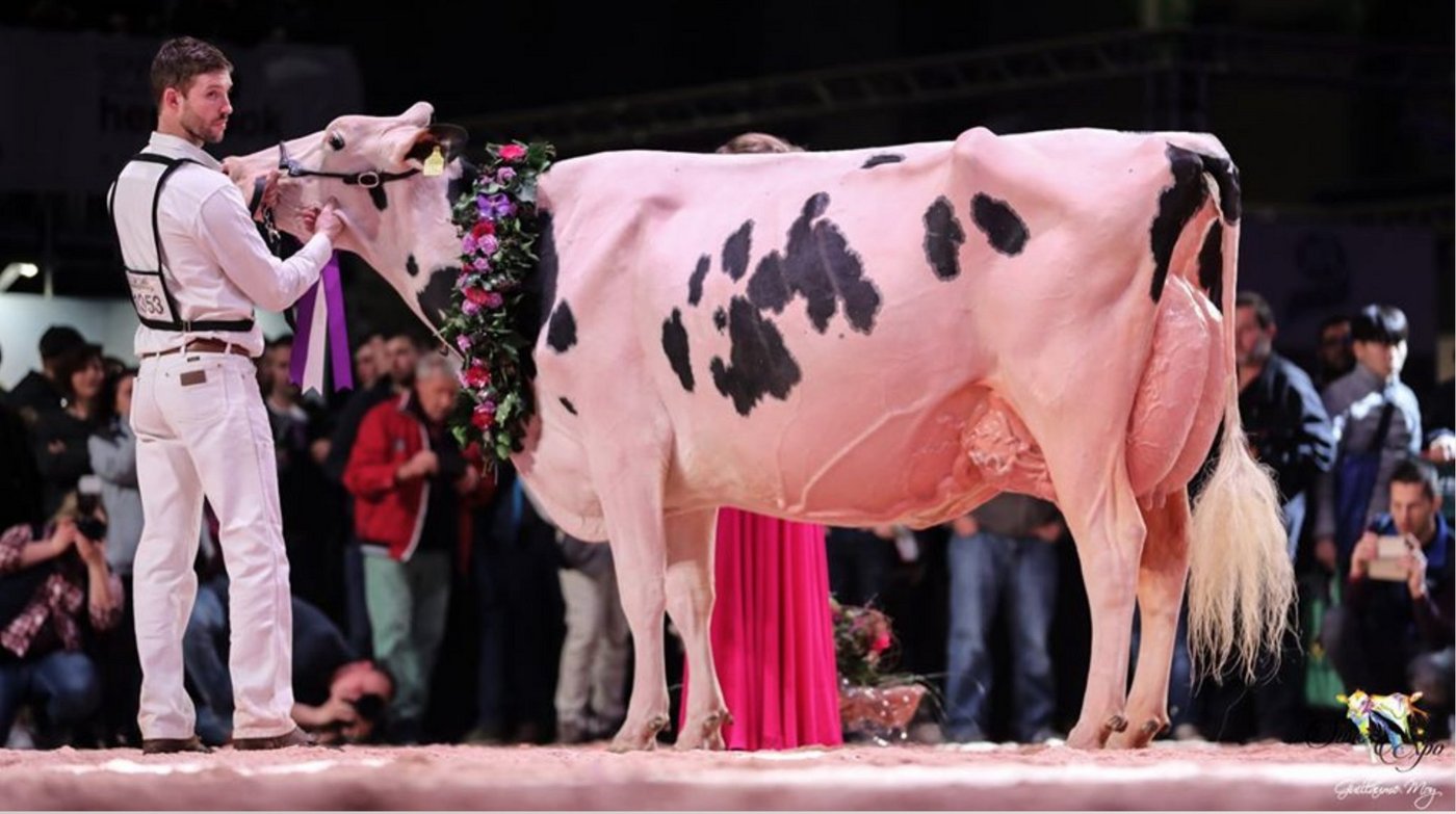 Grand Champion und Suprême Champion wurde die legendäre Sunibelle Dempsey Esprit von Markus von Känel, Sudan, Jones, Connroy, Agriber, Serreabassa aus Sumiswald BE. (Bild Swiss Expo)