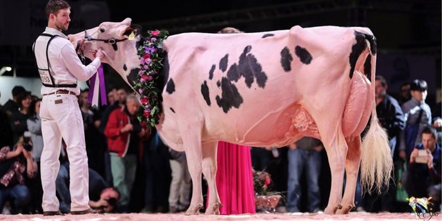 Grand Champion und Suprême Champion wurde die legendäre Sunibelle Dempsey Esprit von Markus von Känel, Sudan, Jones, Connroy, Agriber, Serreabassa aus Sumiswald BE. (Bild Swiss Expo)
