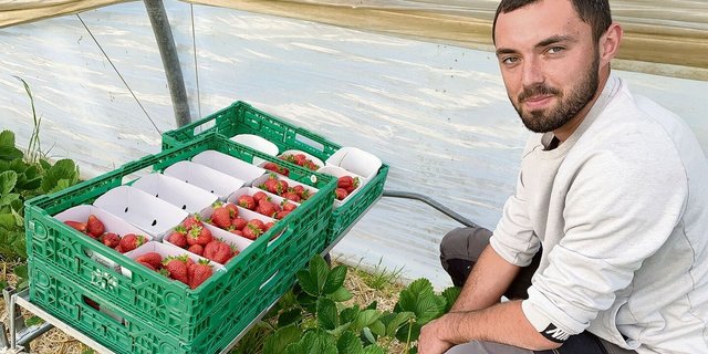 Lukasz Portka aus Polen beim Ernten von Erdbeeren im Folientunnel.