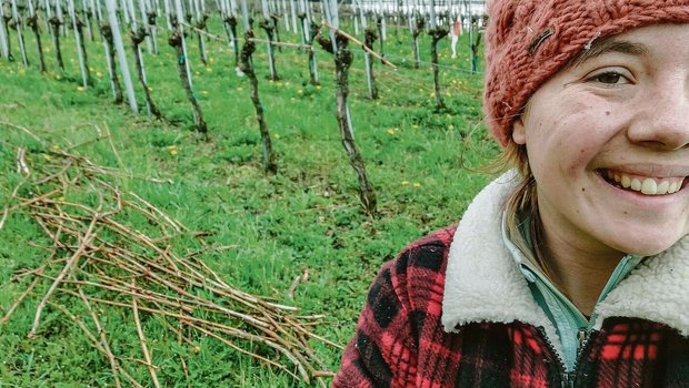 Reben richtig zu schneiden, ist gar nicht so einfach – ein falscher Schnitt und schon ist es passiert. Achtung auf die Finger und auf den Draht!