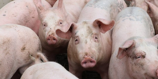 In Russland tritt die Afrikanische Schweinepest auf. Von Expansionsplänen lassen sich die Russen deshalb nicht abbringen. (Bild Ruth Aerni)