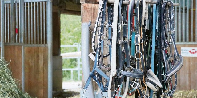 Währenddem im Stall eingestreut oder gemistet wird, sollten sich die Pferde wegen der Staubbelastung vorzugsweise draussen aufhalten.