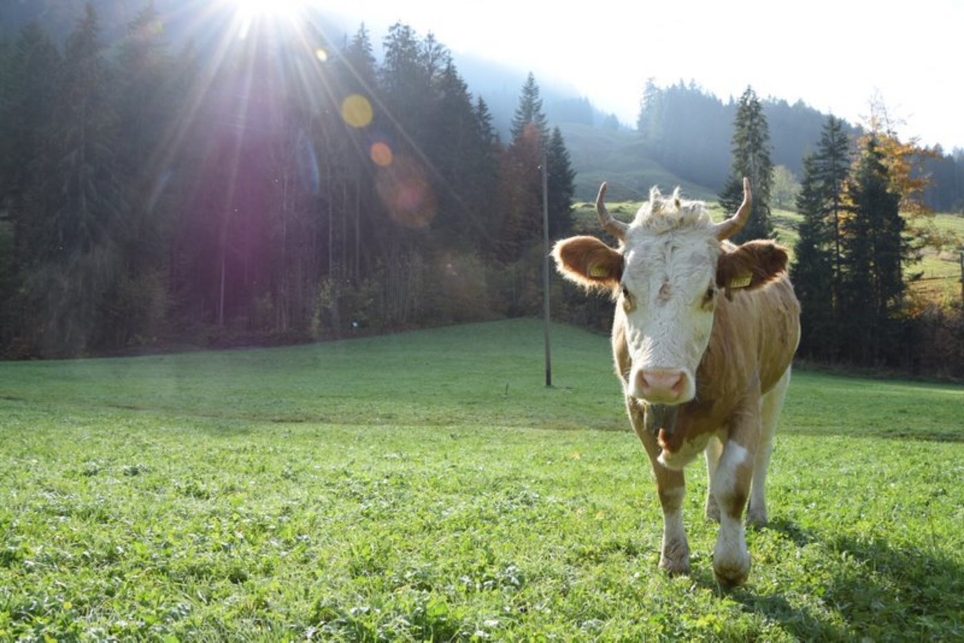 Das Label versichert, dass das Produkt von Kühen mit Horn kommt. (Bild Katrin Erfurt)