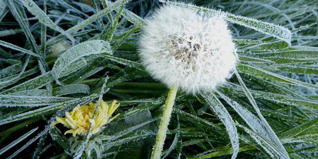 Am Morgen des 21. April wurden extrem kalte Temperaturen verzeichnet. Im Bild: Reifkristalle an Löwenzahnsamen in Hallwil (AG). (Bild Andreas Walker)