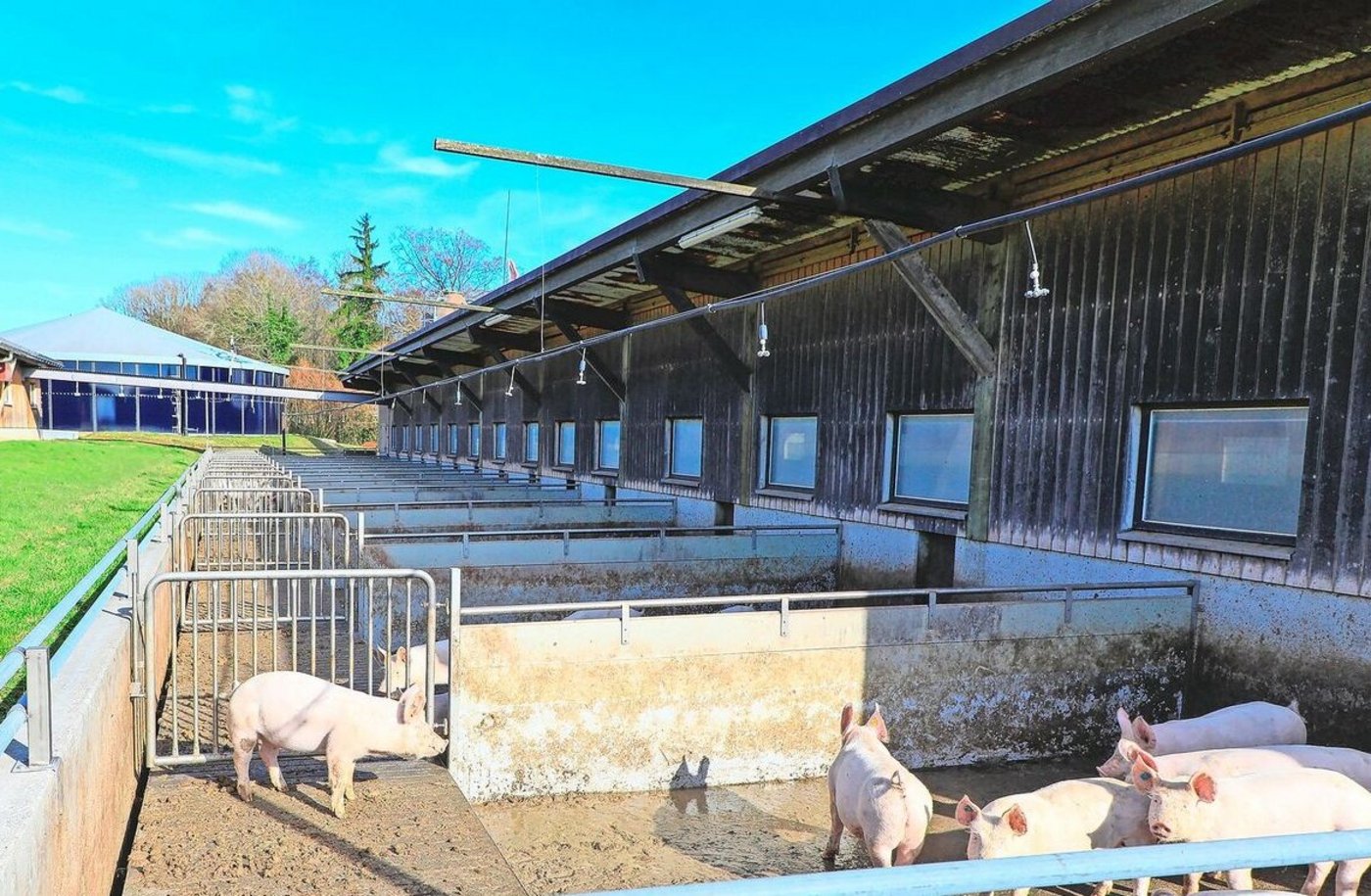Berieselungsanlage im Auslauf: IP-Suisse-Schweine brauchen bald Abkühlung.