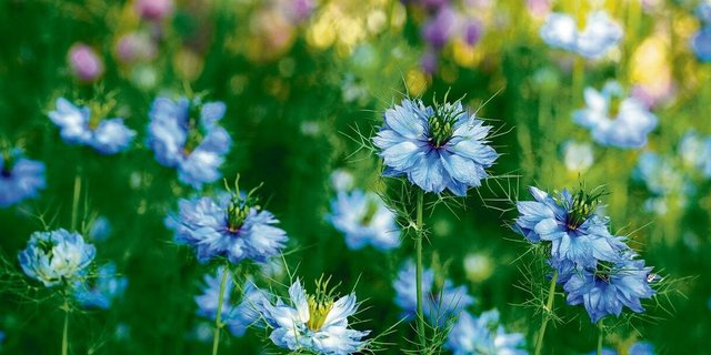 Die Jungfer im Grünen mit ihren weissen und blauen Blüten ist eigentlich eine einjährige Pflanze. Doch sie samt sich gerne selbst aus. Für eine gezielte Aussaat die Samen im Herbst ernten, sobald sie braun sind. Für Schnecken ist die Pflanze uninteressant. 