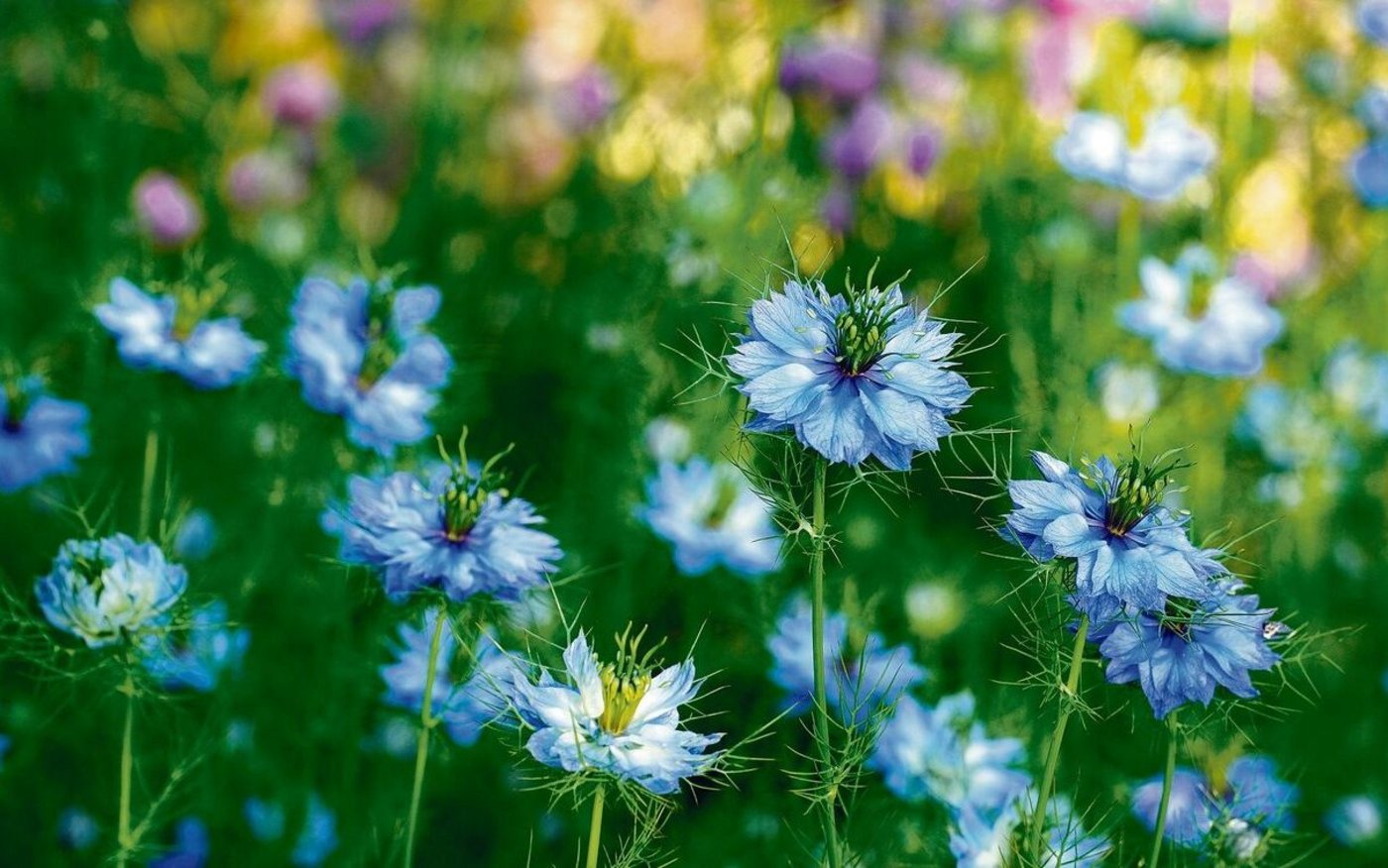 Die Jungfer im Grünen mit ihren weissen und blauen Blüten ist eigentlich eine einjährige Pflanze. Doch sie samt sich gerne selbst aus. Für eine gezielte Aussaat die Samen im Herbst ernten, sobald sie braun sind. Für Schnecken ist die Pflanze uninteressant. 