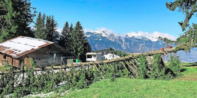 Zu den Vorbereitungen auf der Alp gehören etwa das Aufräumen der im Lauf des Winters umgestürzten Bäume und das Einzäunen der verschiedenen Flächen.