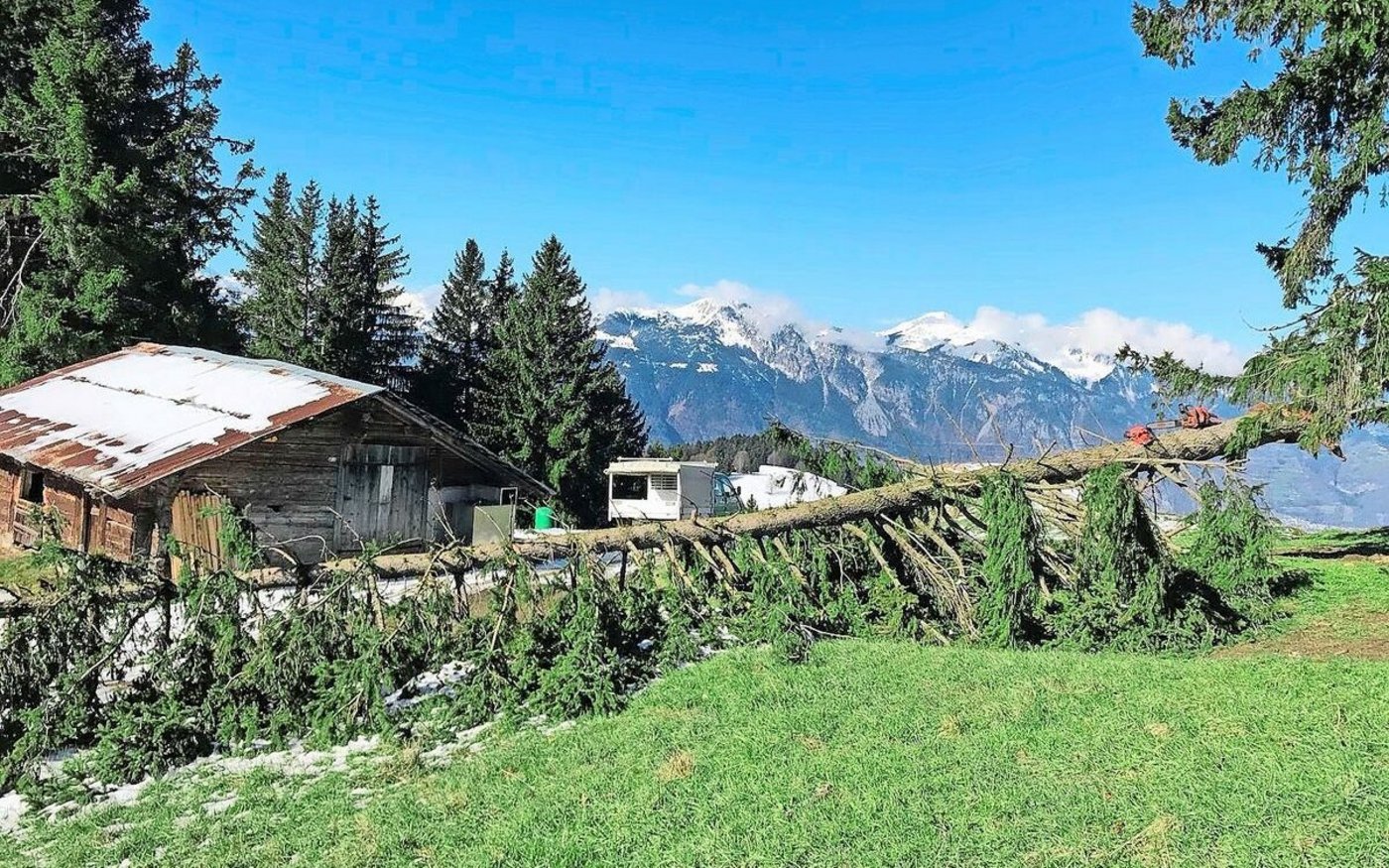 Zu den Vorbereitungen auf der Alp gehören etwa das Aufräumen der im Lauf des Winters umgestürzten Bäume und das Einzäunen der verschiedenen Flächen.