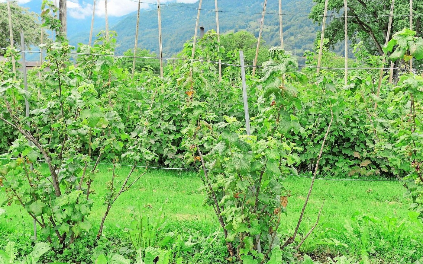 Auf dem Plantahof-Gelände sind auch Beeren angepflanzt.
