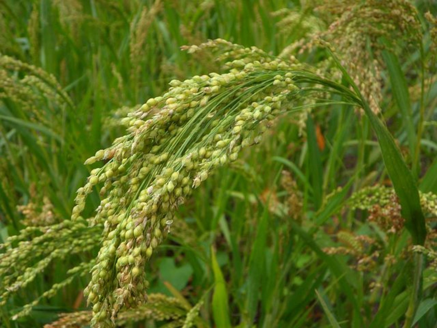 Die trockenresistente Hirse erweist sich vor allem bei Hitze als besonders attraktiv. (Bild Pixabay)