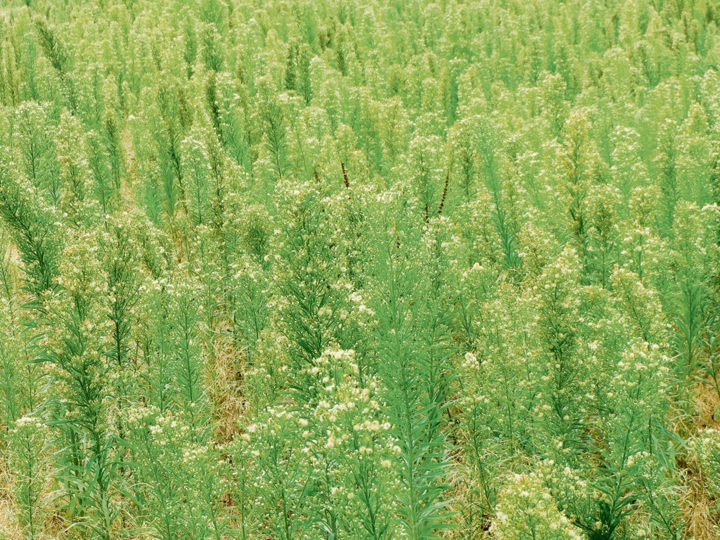 Das Kanadische Berufkraut wuchert gerne an  Wegrändern, auf Schuttplätzen, Brachen und auf extensiven Wiesen.(Bild Pixabay)