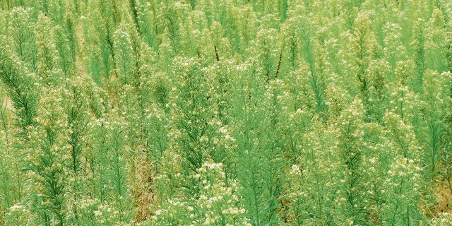 Das Kanadische Berufkraut wuchert gerne an  Wegrändern, auf Schuttplätzen, Brachen und auf extensiven Wiesen.(Bild Pixabay)