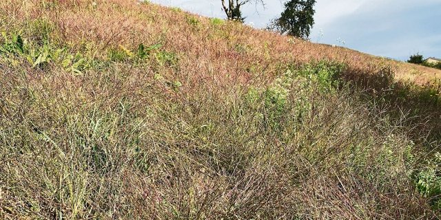 So sah es diesen Herbst an vielen südexponierten und trockenen Hanglagen in der Innerschweiz aus. Im nächsten Frühjahr sind Massnahmen für eine dichte Grasnarbe notwendig. 