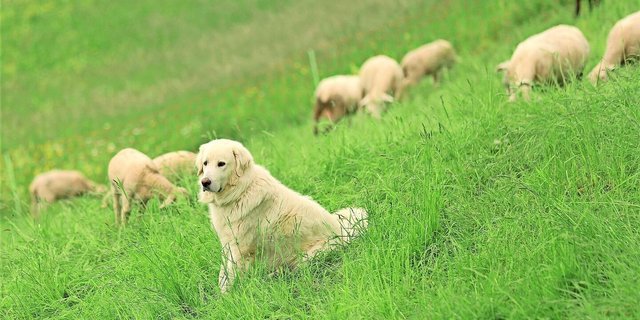 Herdenschutz, wie beispielsweise Herdenschutzhunde, ist gemäss Ruedi Fässler zwar nötig, verliert aber bei einem zu grossen Druck durch Grossraubtiere seine Wirkung.